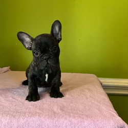 French Bulldog puppies