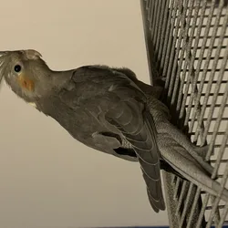 Baby Cockatiels Unknown Genders