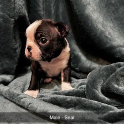 Boston Terrier