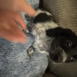 CKC registered Long Hair Miniature Dachshund puppi