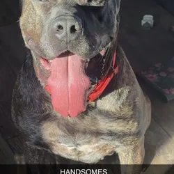 Mastiff