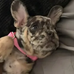 French bulldog