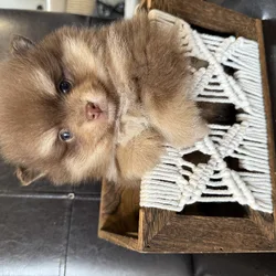Pomeranian