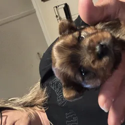 Tilley female morkie