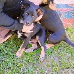 Free puppies