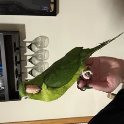 Mexican green conure