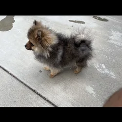 Pomeranian pup