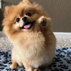 Adorable Female Pomeranian Puppy – Vaccinated