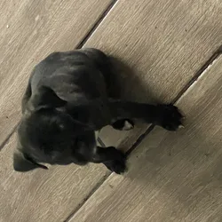 Presa canario pups