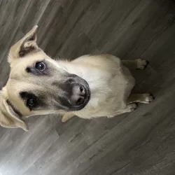 1 Year Old German Shepherd / Lab Mix - Female