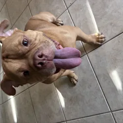 English Bulldog needs a new home.