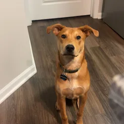 Looking to rehome our puppy Dexter, retriever mix