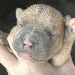 Male bully pit try color fawn