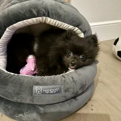 Pomeranian