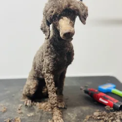 AKC female poodle