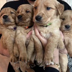 Full Golden Retriever Puppies