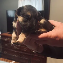 German shepherd puppies