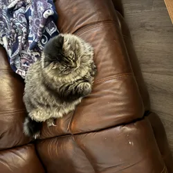 2 indoor female Cats