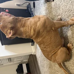 ABKC Registered Pocket American Bully Male – 2 Yea