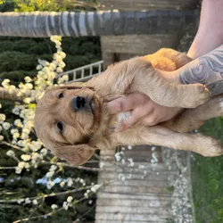 Golden Retriever Puppies for Sale