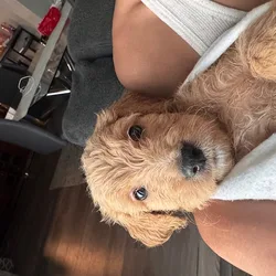 Goldendoodle Pups
