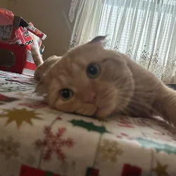 Scottish fold cat