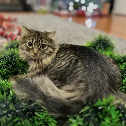 Sweet Cuddly Lainey Kitty
