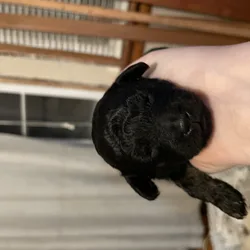 Black and red phantom toy poodle boy for reserve