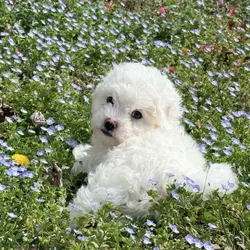 Bichon Frise Puppies