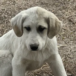 3 Anatolian Pyrenees Livestock Guardian Puppies