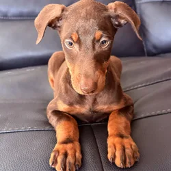 Doberman Pinscher Puppys