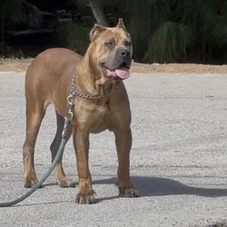 Cane Corso dog