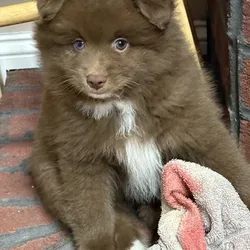 Pomsky puppies