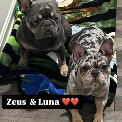French Bulldog Puppies