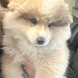 Alaskan Klee Kai Puppies