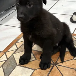 Black German Shepherd puppy