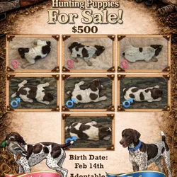 GSP Puppies