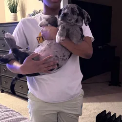 Puppy 9 weeks
