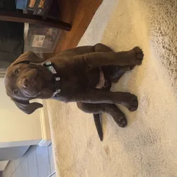 Chocolate lab puppy