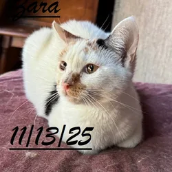 Cats and kittens for adoptions