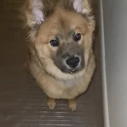 Chow/shepherd puppy