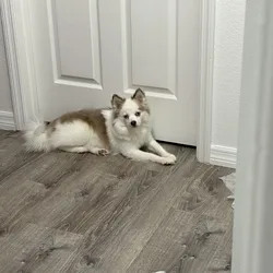 2 year old Pomsky