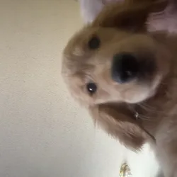 Golden retriever puppy