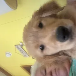 Golden Retriever pup
