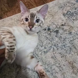 Bengal Kitten