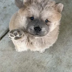 Chow chow