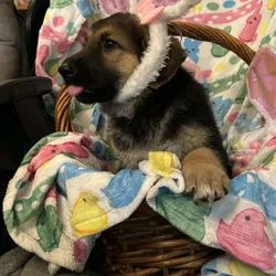 Angel trained akc certified