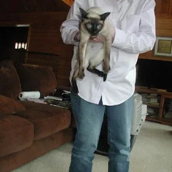 Two adult Siamese cats to re home