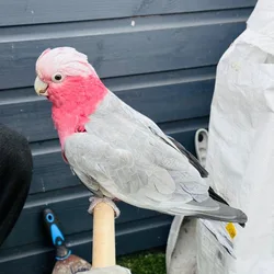 Young Galah Cockatoo