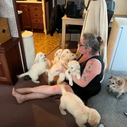 Adorable litter Golden Retriever Puppies